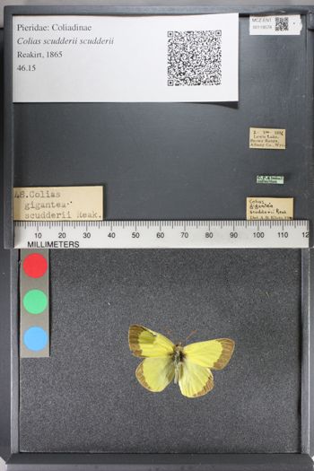 Media type: image;   Entomology 119578